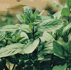 If you have an upset stomach, soothe it with a cup of peppermint tea.
